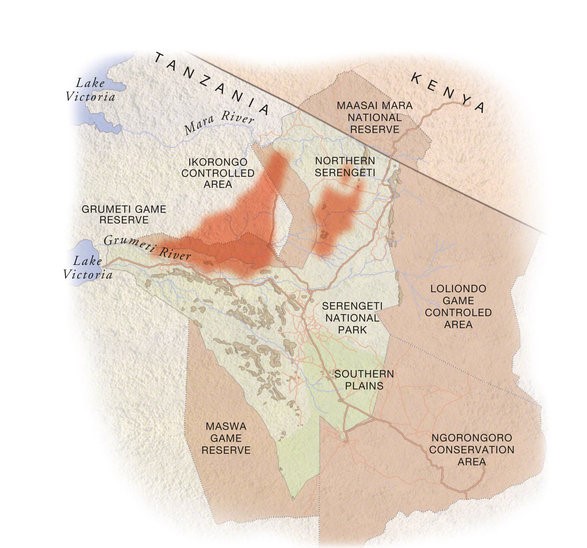 July: some cross the Grumeti & head through Grumeti Reserve; others head north in the park