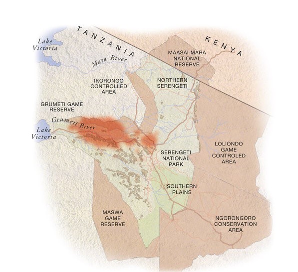 June: herds mass in the western corridor, bunching before crossing the Grumeti River