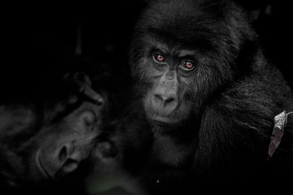 Kahuzi-Biega National Park - Congo Gorilla Trekking