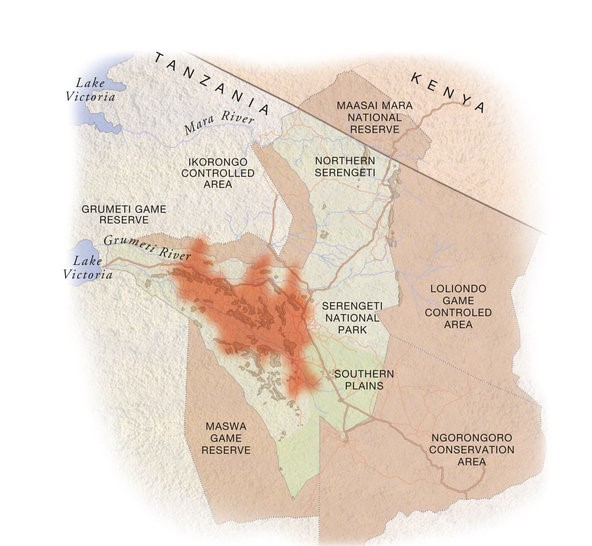 May: the migration heads north through Seronera towards the Western Corridor"