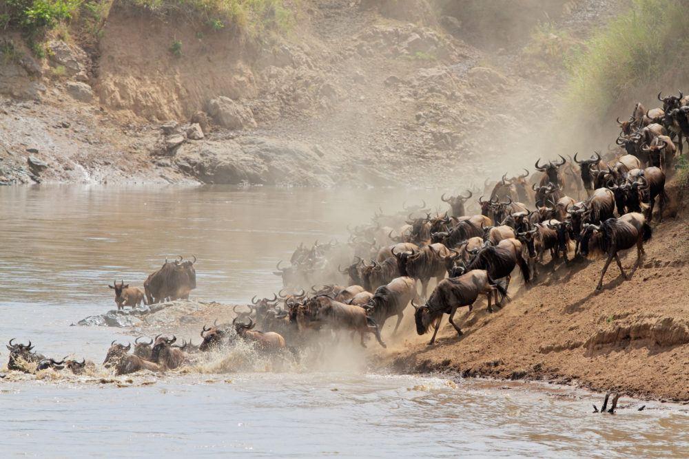 Migration Wildebeest in Tanzania - Kenya