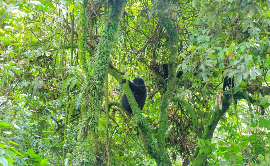 Mountain Gorillas in Rushaga Sector