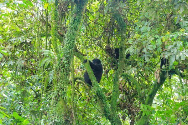 Mountain Gorillas in Rushaga Sector