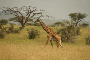 Budget Tanzania Camping Safari