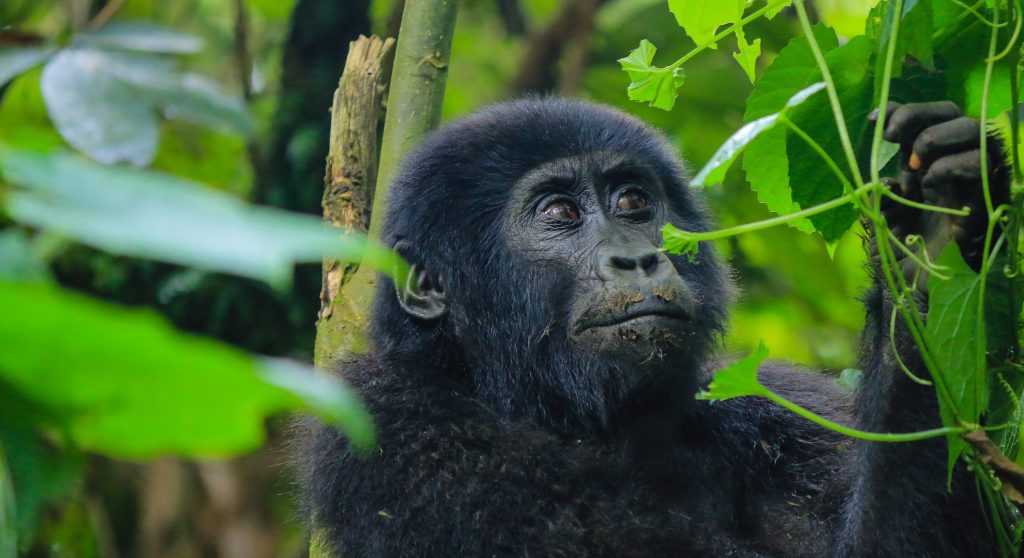 Rushaga offers the most Adventurous Gorilla Trekking