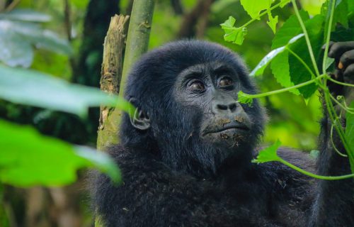 Rushaga offers the most Adventurous Gorilla Trekking (Uganda Safari Company)