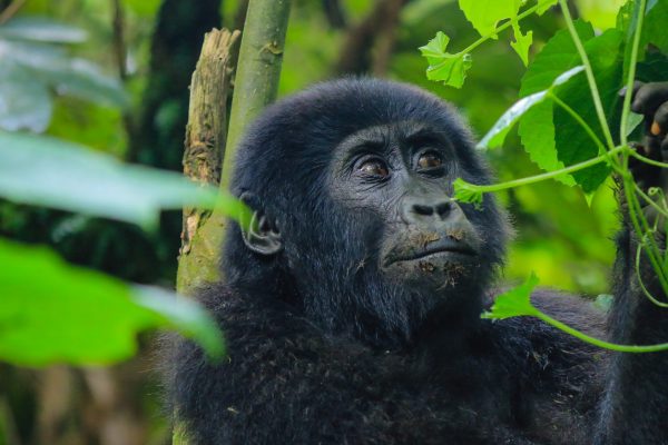 Rushaga offers the most Adventurous Gorilla Trekking (Uganda Safari Company)