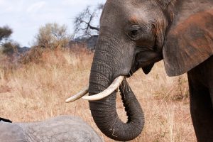 Budget Tanzania Safari