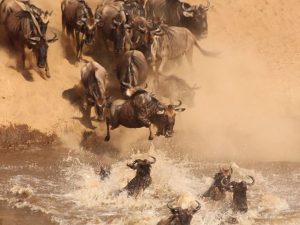 The Great Wildebeest Migration