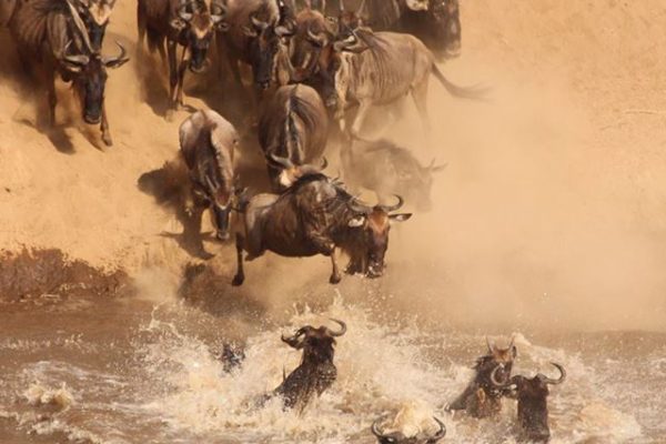 The Great Wildebeest Migration