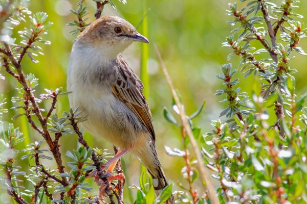 Aberdare Cisticola - Kenya Birding Safaris