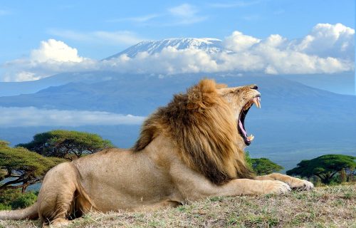 Amboseli National Park - Kenya