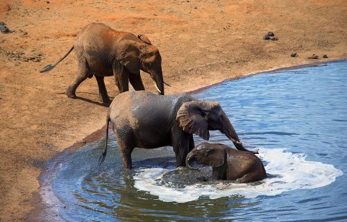 Amboseli National Park Wildlife