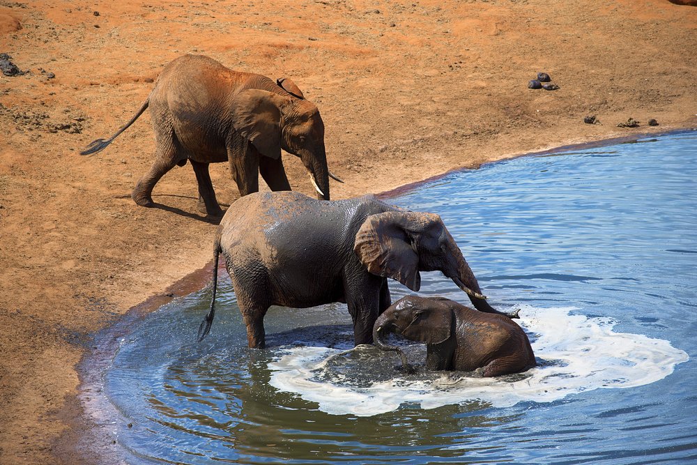 Amboseli National Park Wildlife
