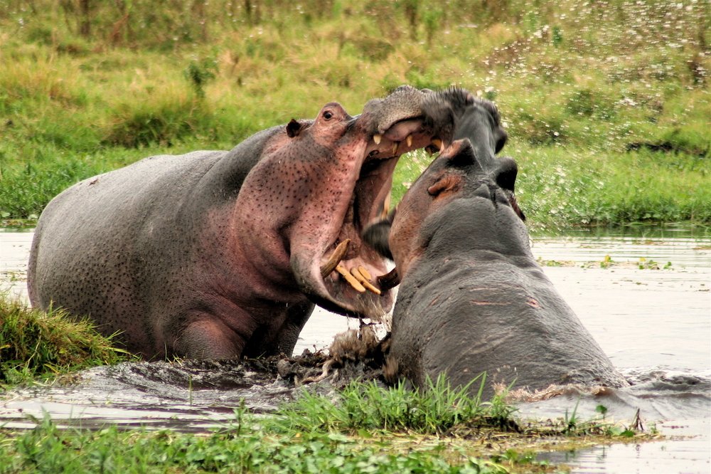 Amboseli National Park hippos fighting