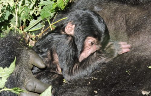 Congo Gorilla Photo Tours