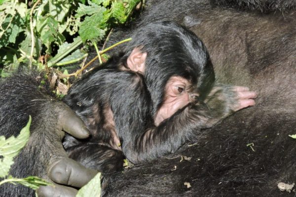 Congo Gorilla Photo Tours