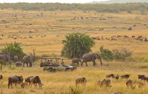 Game viewing safari in Serengeti