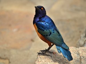Hildebrandt’s Starling