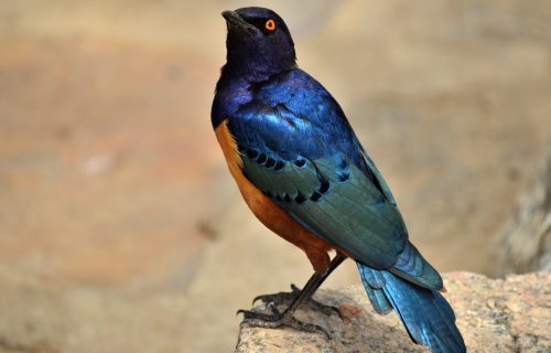 Hildebrandt’s Starling