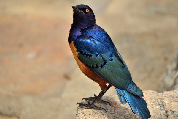 Hildebrandt’s Starling