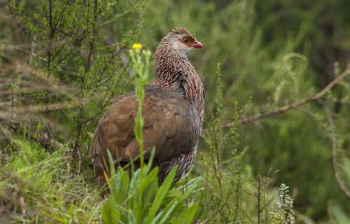 Jackson's Francolin