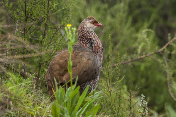 Jackson's Francolin Jackson's Francolin