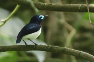 Jameson’s Wattle-eye
