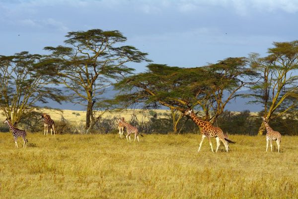 Lake Nakuru National Park group of giraffe Lake Nakuru National Park group of giraffe