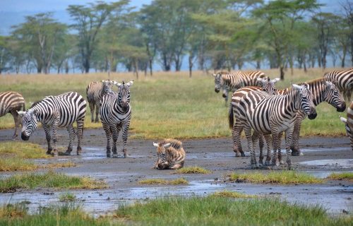 Lake Nakuru National Park group of zebra