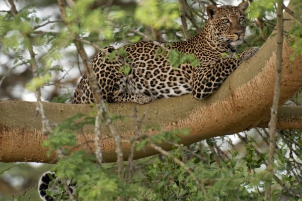 Lake Nakuru National Park leopard Lake Nakuru National Park leopard