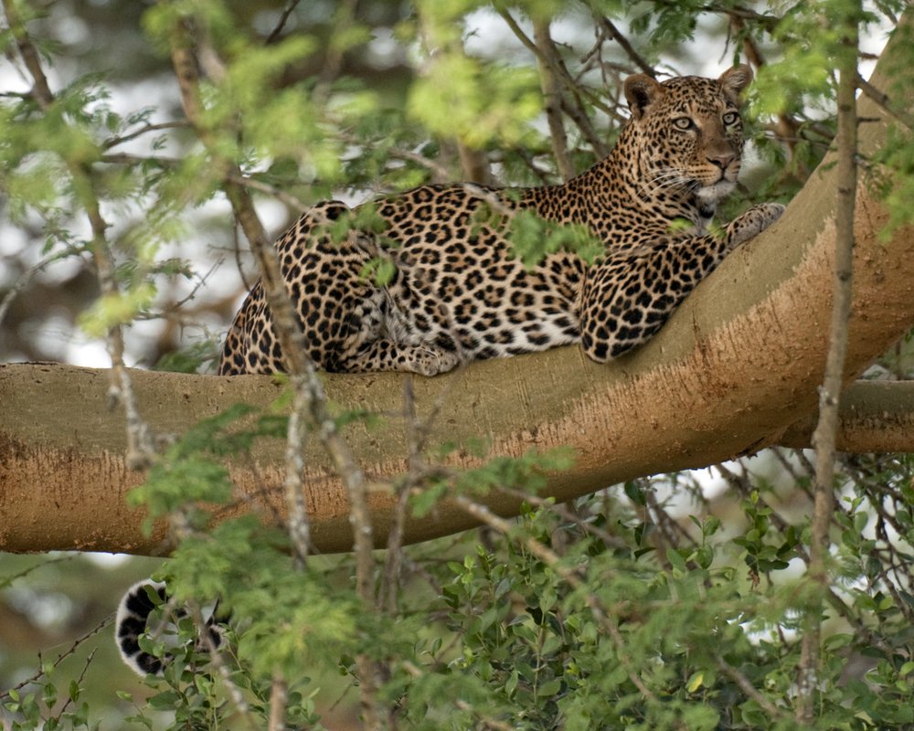 Lake Nakuru National Park leopard