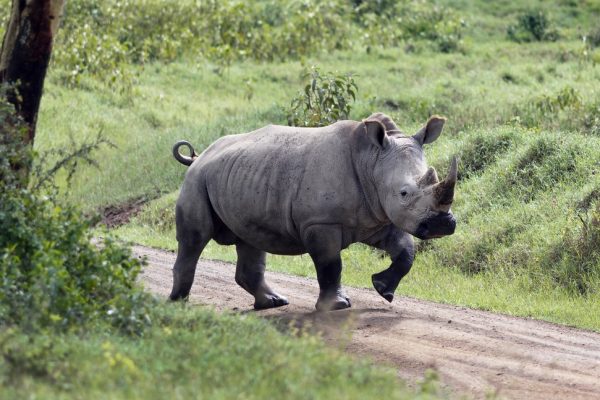 Lake Nakuru National Park rhino Lake Nakuru National Park rhino