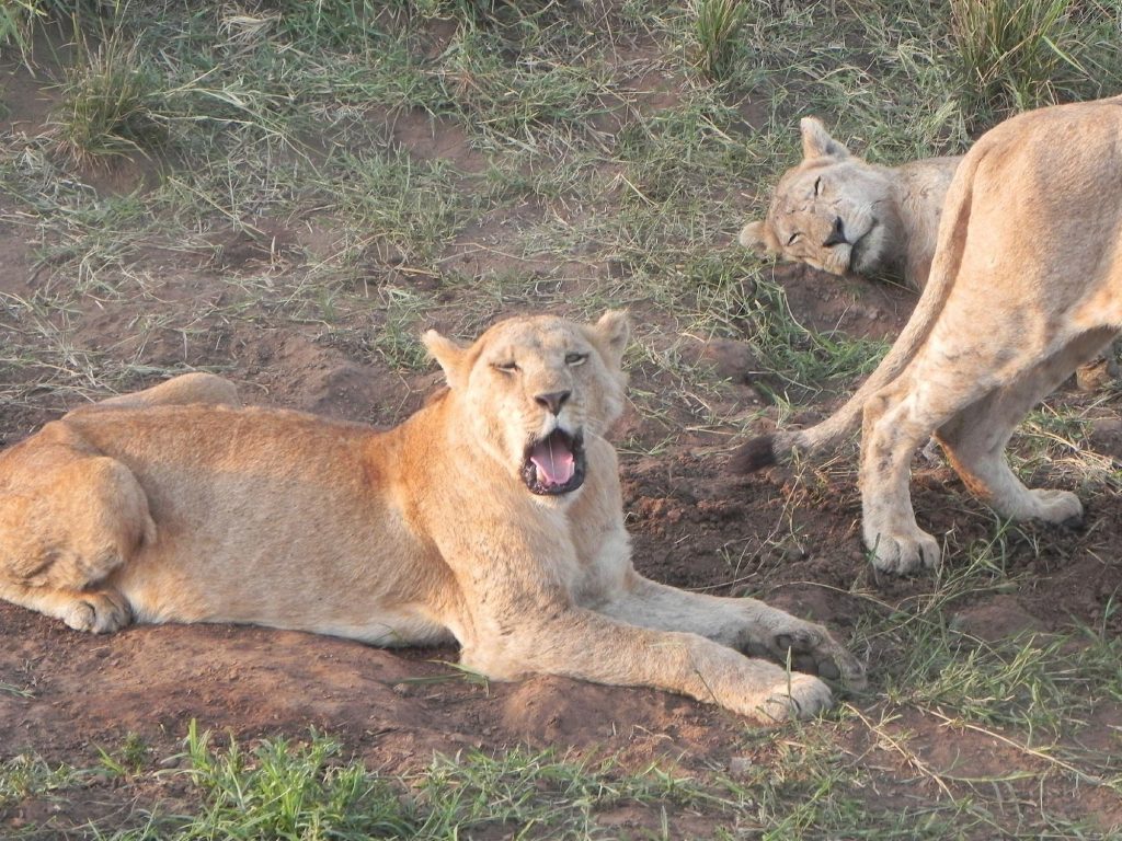 Lions in Kidepo Valley National Park