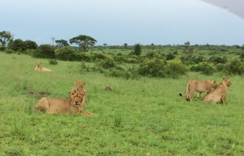 Lions in Murchison Falls National Park Uganda