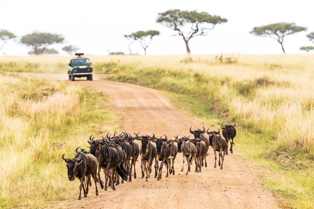 Maasai Mara wildebeest crossing road
