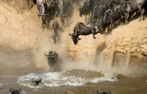 Maasai Mara wildebeest entering river