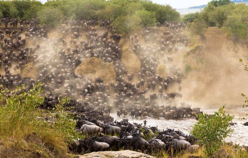 Maasai Mara wildebeests crossing Mara River