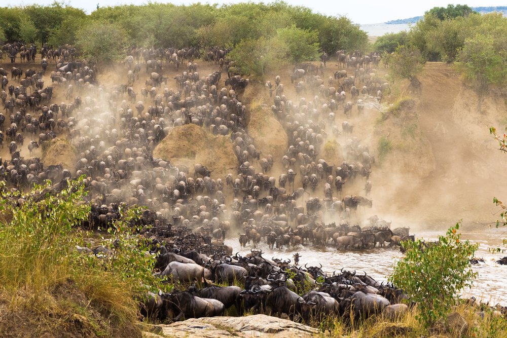 Maasai Mara wildebeests crossing Mara River