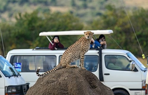 Masai Mara viewing a cheetah
