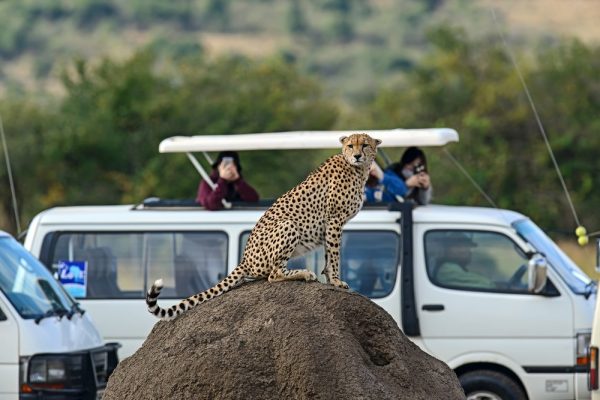 Masai Mara viewing a cheetah