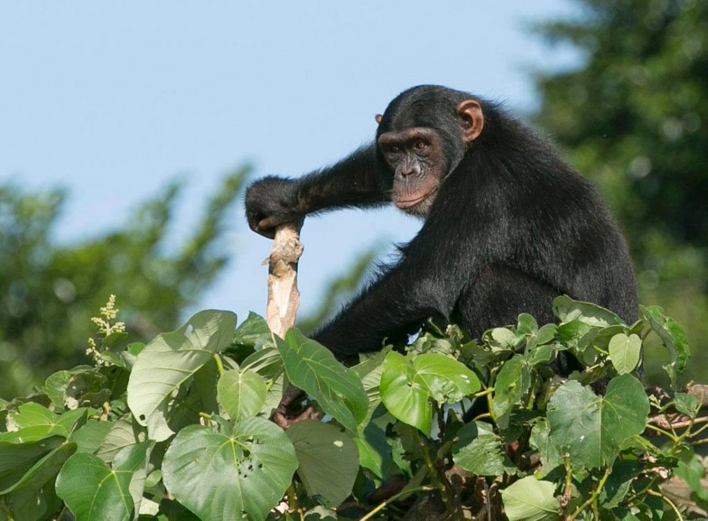 Ngamba Island Chimpanzee Sanctuary