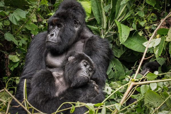 Photographic Safaris in Congo