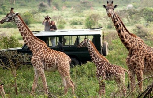 Photographic Safaris in Rwanda