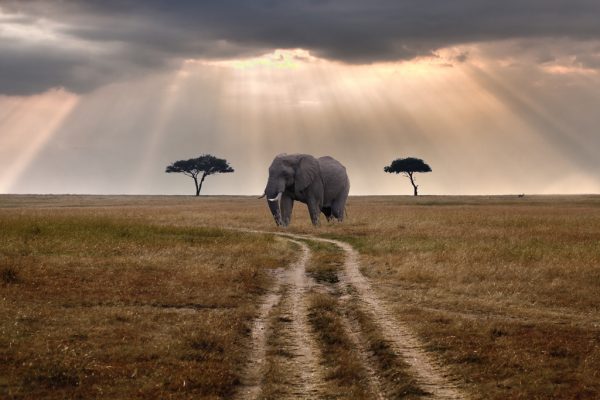 Photographic Tour in Tanzania