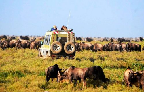 Tarangire Camping Tour