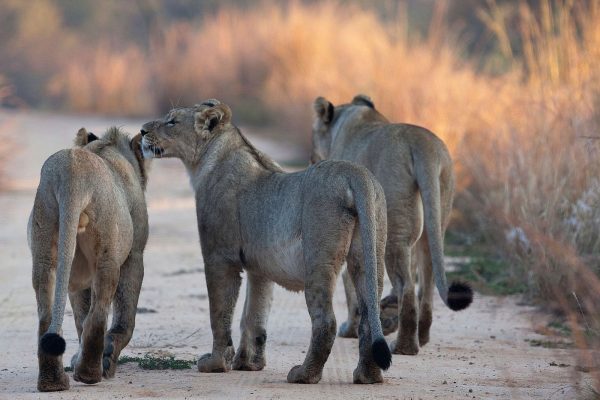 The Selous Game Reserve