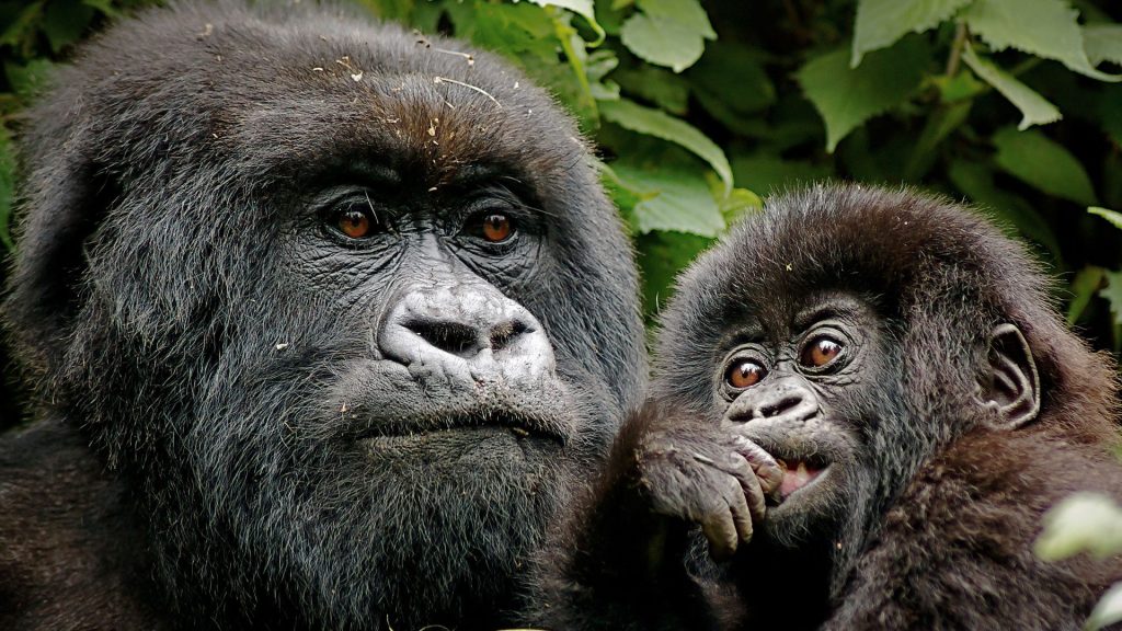 Gorilla trekking in Volcanoes National Park Rwanda