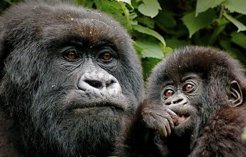 Gorilla trekking in Volcanoes National Park Rwanda