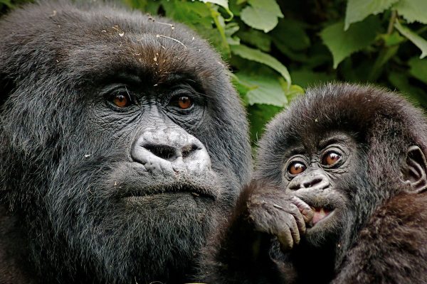 Gorilla trekking in Volcanoes National Park Rwanda Gorilla trekking in Volcanoes National Park Rwanda